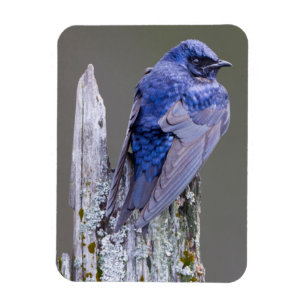 Male Purple Martin nest over Lake Sammamish Magnet