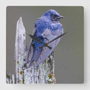 Male Purple Martin nest over Lake Sammamish Square Wall Clock