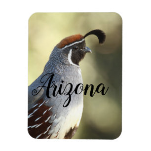 Male Quail, Arizona Magnet