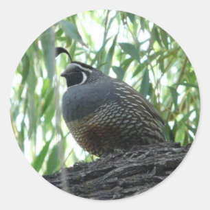 male quail classic round sticker