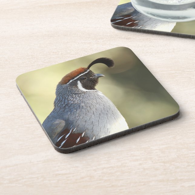 Male Quail Coaster (Left Side)