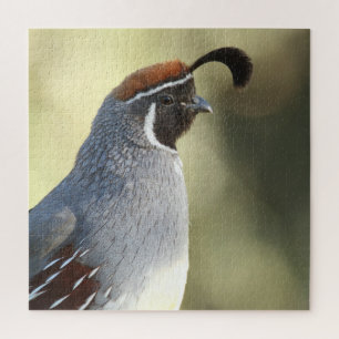 Male Quail Jigsaw Puzzle