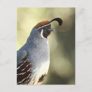 Male Quail Portrait Postcard
