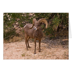 Male Ram Big Horn Sheep