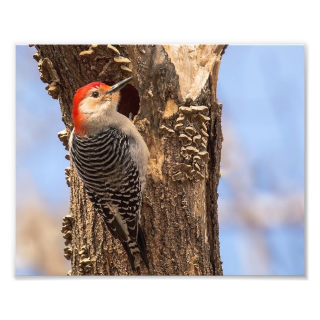 Male Red Bellied Woodpecker Photography Print (Front)