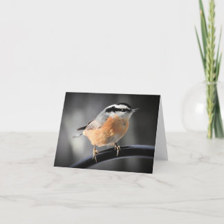 Male Red-breasted Nuthatch blank inside Card