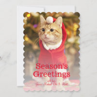 Male red cat wearing santa costume