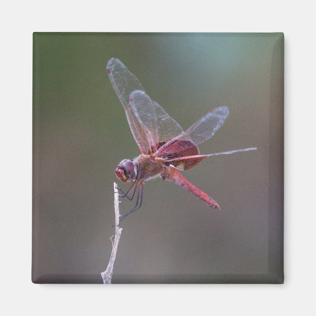 Male Red Saddlebags Dragonfly Magnet (Front)