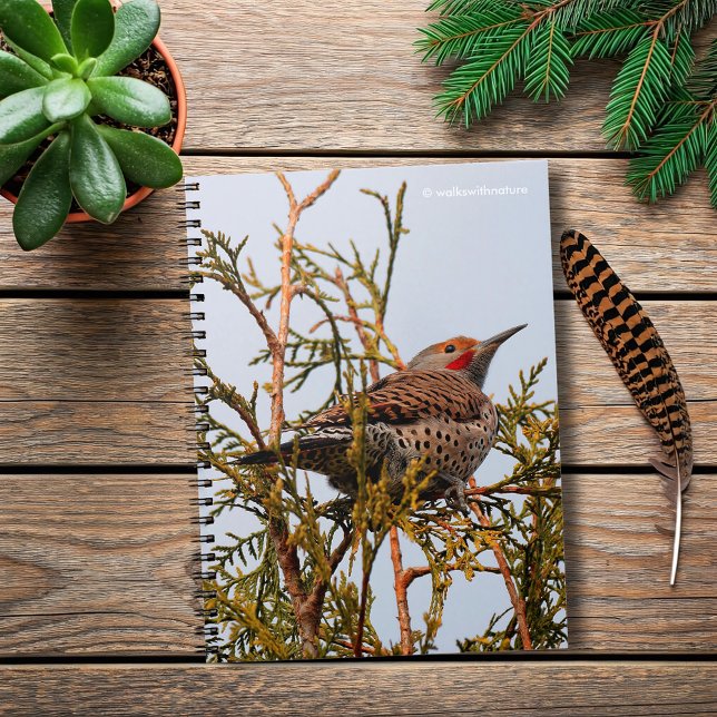 Male Red-Shafted Northern Flicker in a Tree Notebook (Red-Shafted Northern Flicker in a Tree Journal Cover Photo)