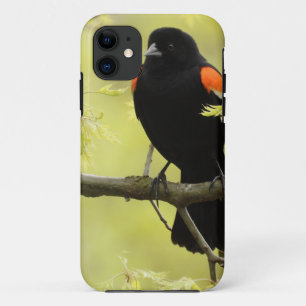 Male Red Winged Blackbird iPhone 11 Case