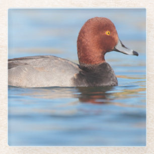 Male Redhead duck Glass Coaster