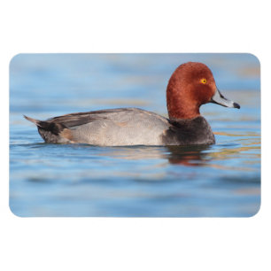 Male Redhead duck Magnet
