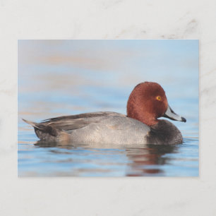 Male Redhead duck Postcard