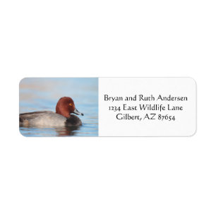 Male Redhead duck Return Address Label