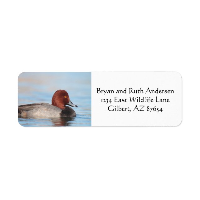 Male Redhead duck Return Address Label (Front)