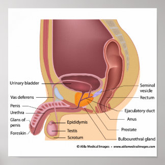 Male reproductive organs sagittal, labelled diagra poster