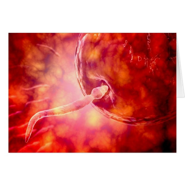 Male Reproductive Sperm Entering The Egg (Front Horizontal)