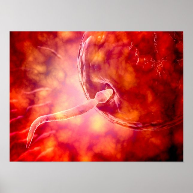 Male Reproductive Sperm Entering The Egg Poster (Front)