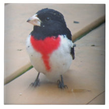 Male Rose-breasted Grosbeak