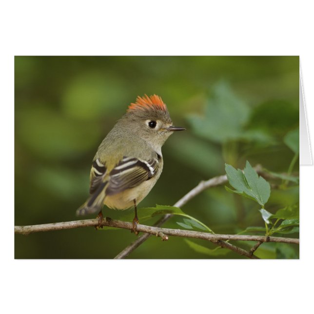 Male Ruby-crowned Kinglet, Regulus calendula (Front Horizontal)