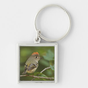Male Ruby-crowned Kinglet, Regulus calendula Key Ring