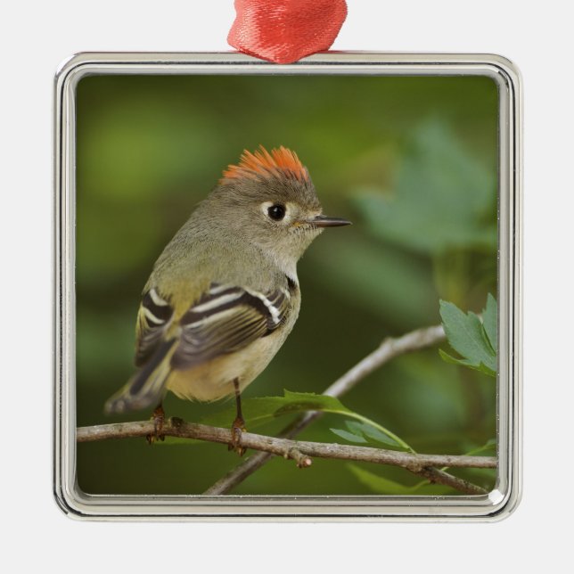 Male Ruby-crowned Kinglet, Regulus calendula Metal Tree Decoration (Front)