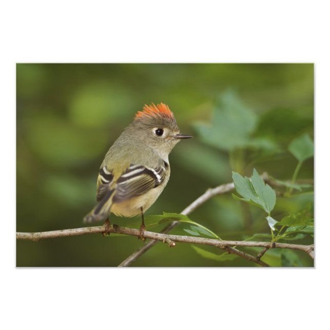 Male Ruby-crowned Kinglet, Regulus calendula Photo Print (Front)