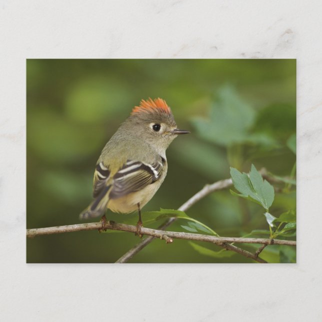 Male Ruby-crowned Kinglet, Regulus calendula Postcard (Front)