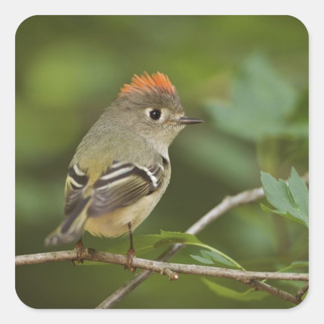 Male Ruby-crowned Kinglet, Regulus calendula Square Sticker (Front)