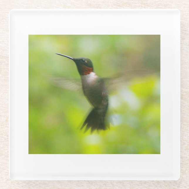 Male Ruby Throat Hummingbird Glass Coaster (Front)