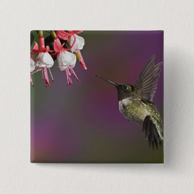Male Ruby throated Hummingbird 15 Cm Square Badge (Front)