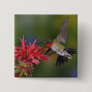Male Ruby-throated Hummingbird 15 Cm Square Badge