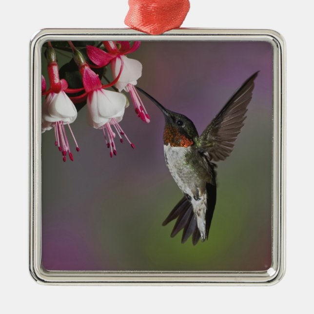 Male Ruby throated Hummingbird, Archilochus Metal Tree Decoration (Front)
