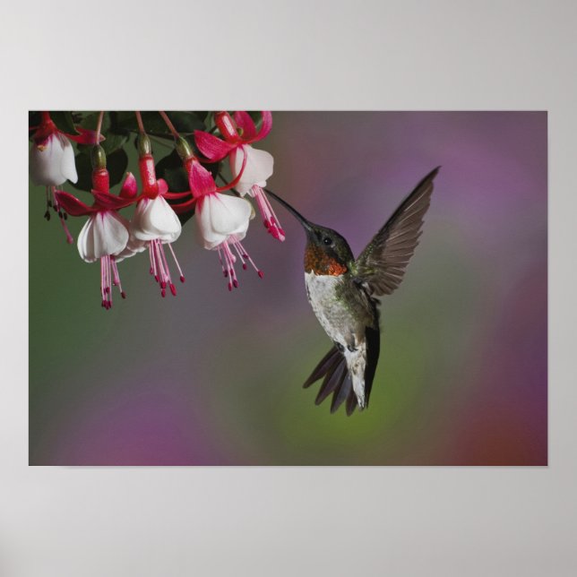 Male Ruby throated Hummingbird, Archilochus Poster (Front)