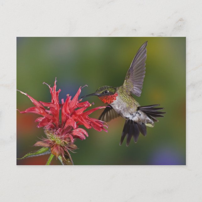 Male Ruby-throated Hummingbird feeding on Postcard (Front)