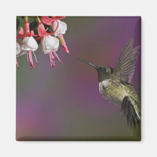 Male Ruby throated Hummingbird Magnet