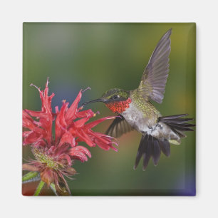 Male Ruby-throated Hummingbird Magnet