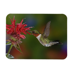 Male Ruby-throated Hummingbird Magnet