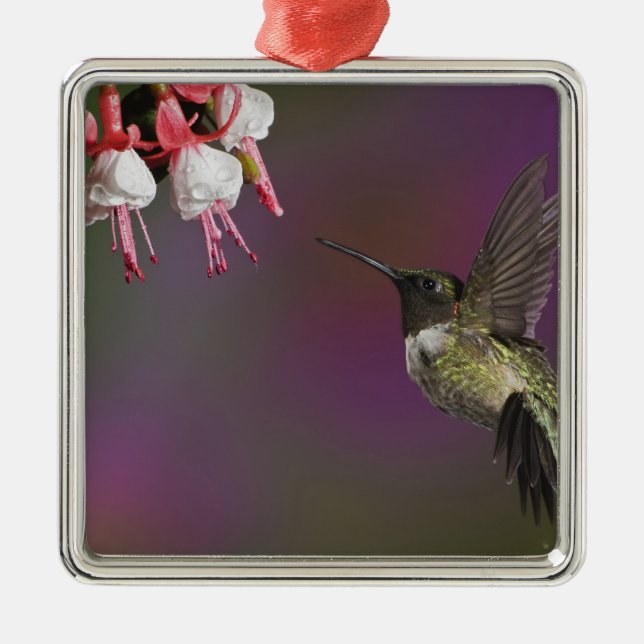 Male Ruby throated Hummingbird Metal Tree Decoration (Front)