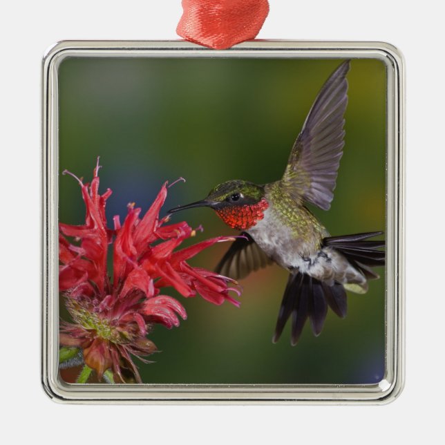 Male Ruby-throated Hummingbird Metal Tree Decoration (Front)