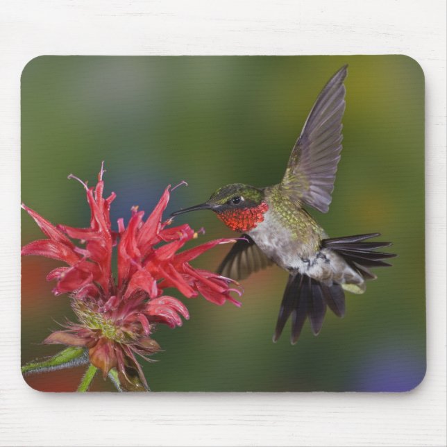 Male Ruby-throated Hummingbird Mouse Pad (Front)