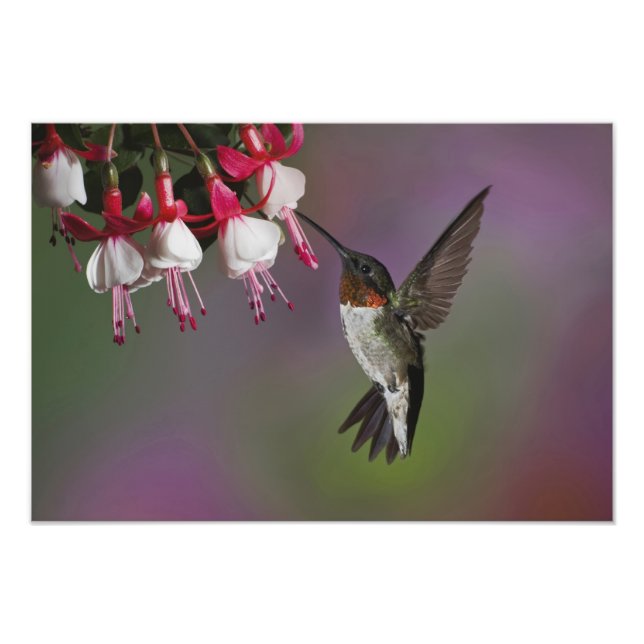 Male Ruby throated Hummingbird Photo Print (Front)