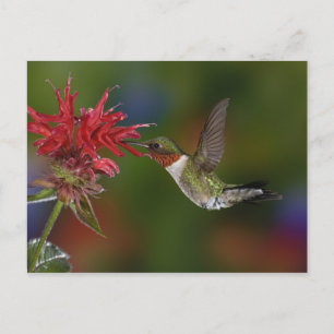 Male Ruby-throated Hummingbird Postcard