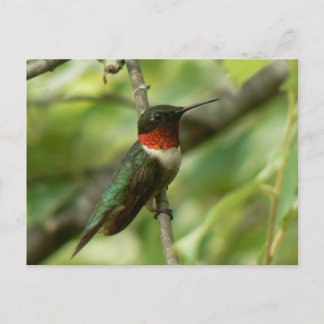 Male Ruby-throated Hummingbird Postcard. Postcard