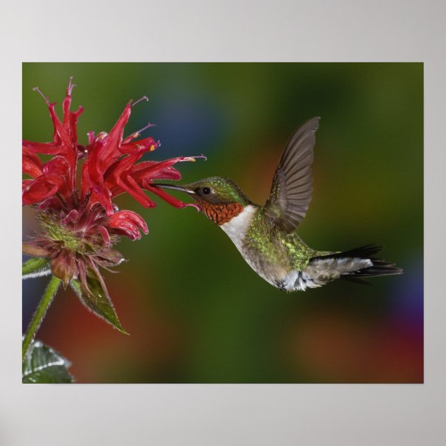 Male Ruby-throated Hummingbird Poster (Front)