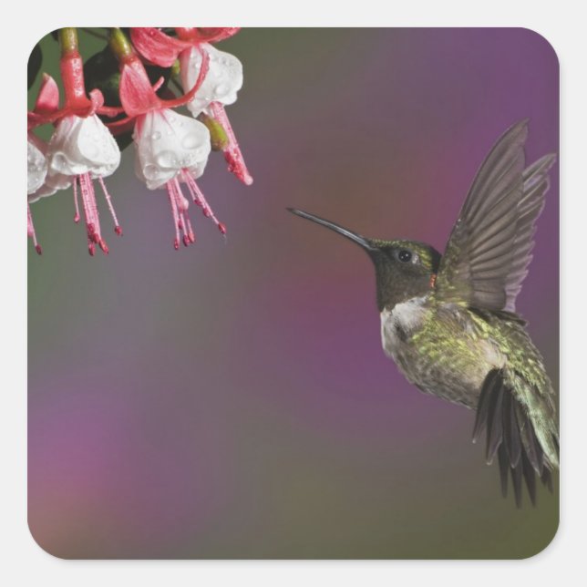 Male Ruby throated Hummingbird Square Sticker (Front)