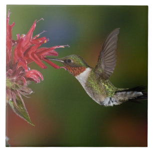 Male Ruby-throated Hummingbird Tile