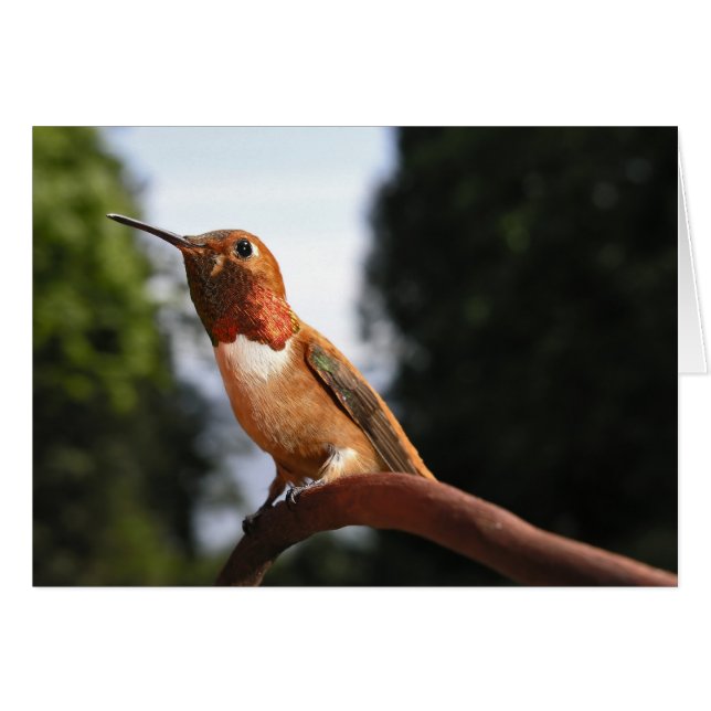 Male Rufous Hummingbird - Cards (Front Horizontal)