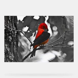 Male Scarlet Tanager Acrylic Sign
