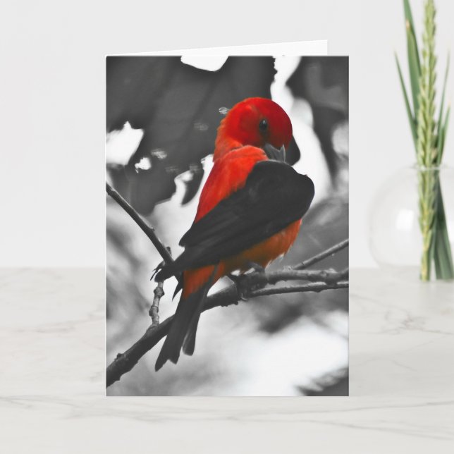 Male Scarlet Tanager Card (Front)
